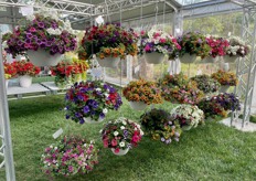 Confetti series of Dümmen Orange.